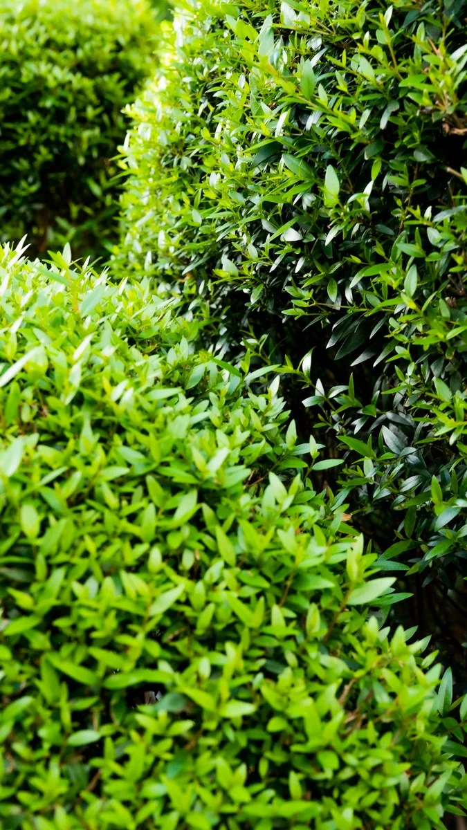 Hedge trimming & shaping — Marbella villa